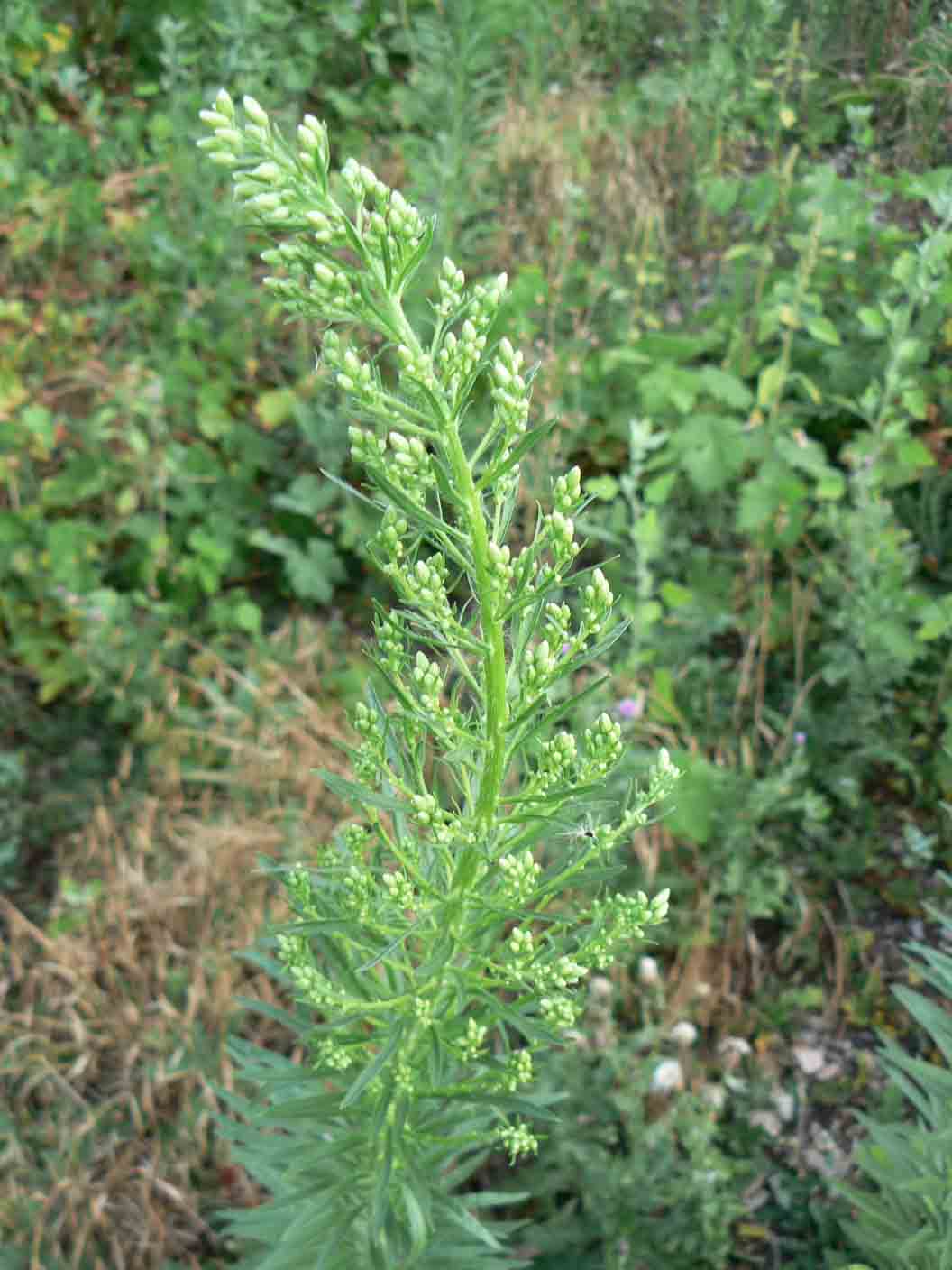 Erigeron canadensis / Saeppola canadese